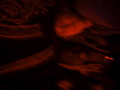DSC01946.JPG